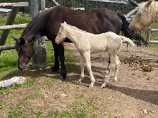 Strong palomino Morgan/Percheron cross weanling stud colt! - Photo 6