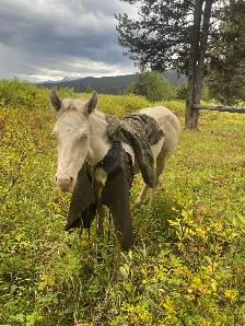 Strong palomino Morgan/Percheron cross weanling stud colt! - Photo 7
