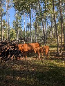 Highland Cattle For Sale - Photo 3