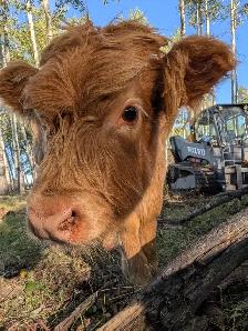 Highland Cattle For Sale - Photo 4