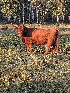 Highland Cattle For Sale - Photo 7