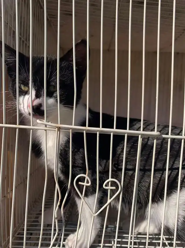 Black and White Kittens for adoption