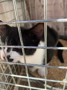 Black and White Kittens for adoption - Photo 2