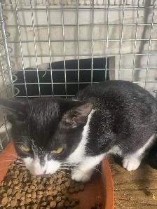 Black and White Kittens for adoption - Photo 3