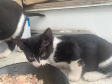 Black and White Kittens for adoption - Photo 4