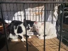 Black and White Kittens for adoption - Photo 5