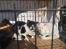 Black and White Kittens for adoption - Photo 6