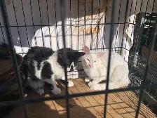 Black and White Kittens for adoption - Photo 7