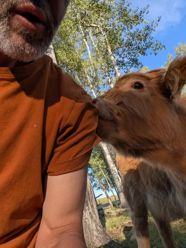 Highland Cattle For Sale