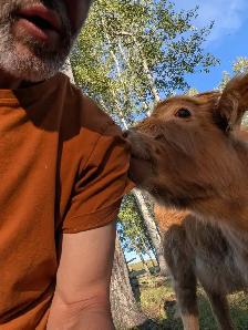 Highland Cattle For Sale