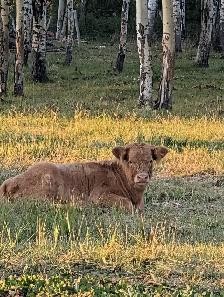 Highland Cattle For Sale - Photo 2