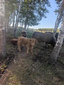 Highland Cattle For Sale - Photo 3