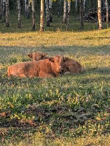 Highland Cattle For Sale - Photo 4
