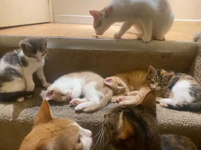 kittens for sale