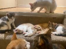 kittens for sale