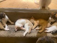 kittens for sale - Photo 2