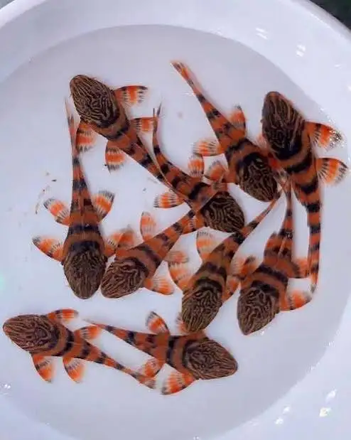 L397 Orange Tiger Plecos