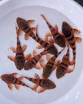 L397 Orange Tiger Plecos