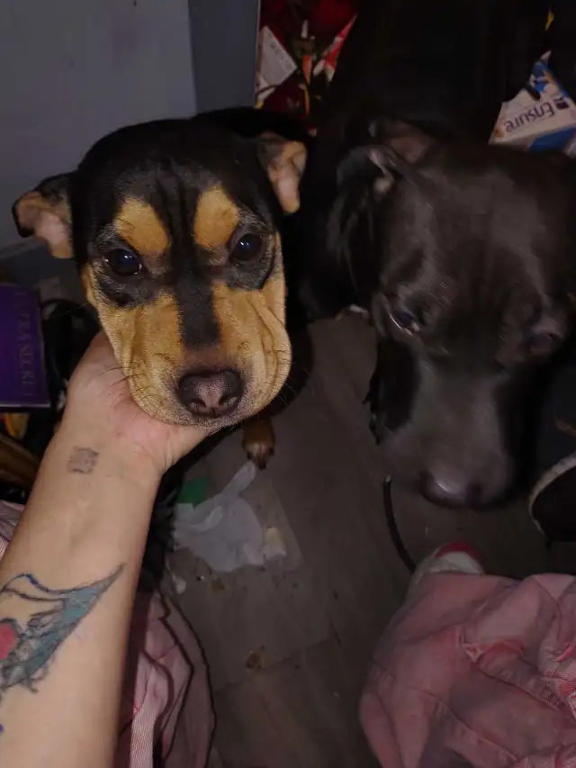 2 female dogs