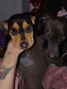 2 female dogs