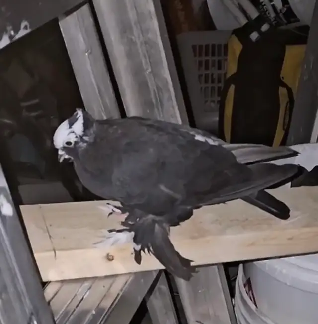 FOUND SAXTON PRIEST PIGEON