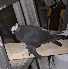 FOUND SAXTON PRIEST PIGEON