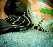 L204 flash pleco 3'