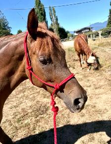 Straight Egyptian Arabian mare