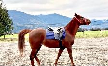 Straight Egyptian Arabian mare - Photo 2