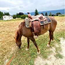 Straight Egyptian Arabian mare - Photo 3