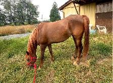 Straight Egyptian Arabian mare - Photo 4