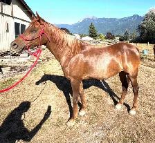 Straight Egyptian Arabian mare - Photo 5