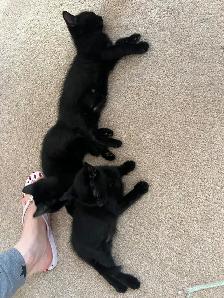 Halloween Special Black Kittens Sale - $250 - Photo 2
