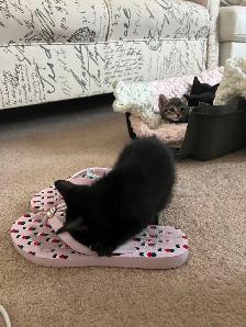 Halloween Special Black Kittens Sale - $250 - Photo 3