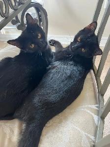 Halloween Special Black Kittens Sale - $250 - Photo 4