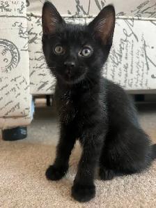 Halloween Special Black Kittens Sale - $250 - Photo 5