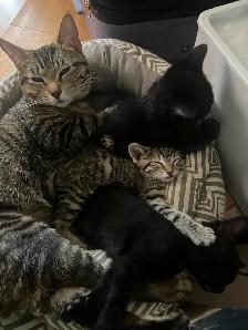 Halloween Special Black Kittens Sale - $250 - Photo 6