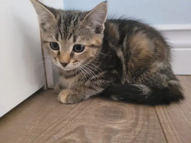 Kitten's in need of a loving home