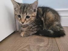 Kitten's in need of a loving home