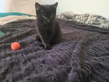 Kitten's in need of a loving home - Photo 2