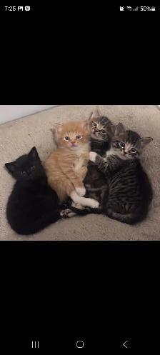 Kitten's in need of a loving home - Photo 3