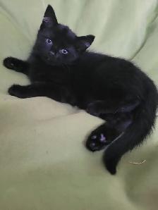 Kitten's in need of a loving home - Photo 4