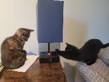 Kitten's in need of a loving home - Photo 5
