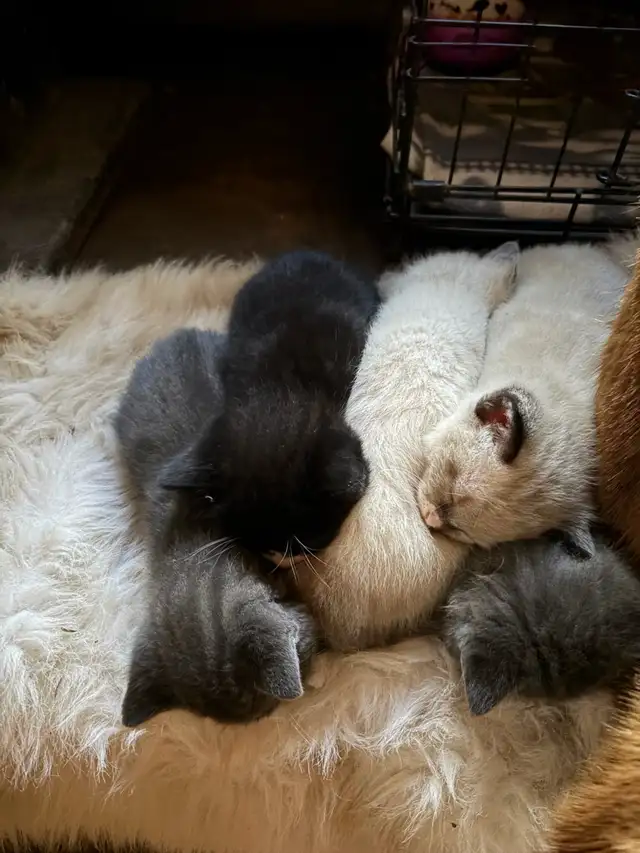 ❤️ 5 BEAUTIFUL KITTENS LOOKING FOR THEIR FOREVER HOMES! ❤️