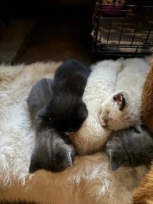 ❤️ 5 BEAUTIFUL KITTENS LOOKING FOR THEIR FOREVER HOMES! ❤️