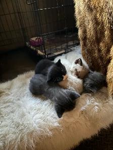 ❤️ 5 BEAUTIFUL KITTENS LOOKING FOR THEIR FOREVER HOMES! ❤️ - Photo 2