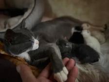❤️ 5 BEAUTIFUL KITTENS LOOKING FOR THEIR FOREVER HOMES! ❤️ - Photo 3
