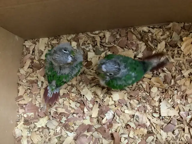 conure babies