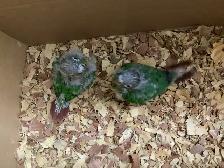 conure babies