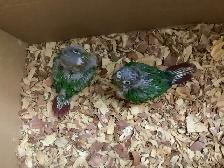 conure babies - Photo 2